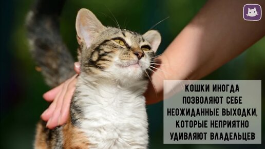 🙀😾Почему кошка может укусить глядящую её руку