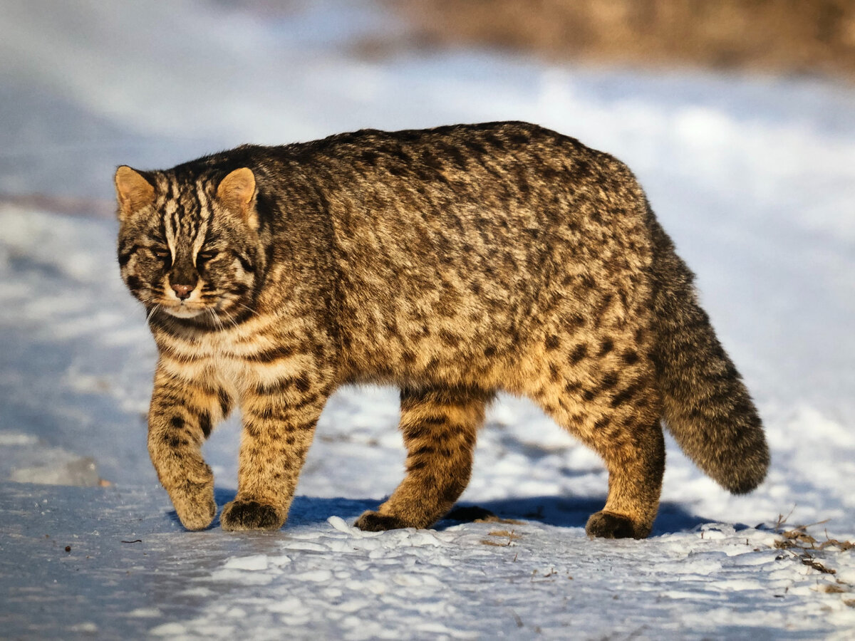 Амурский кот фото Общероссийский фестиваль природы "Первозданная Россия" - до 14 апреля в Новой Тр