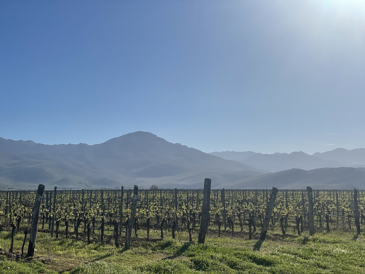 Vineyards, 3 апреля, Подгорица
