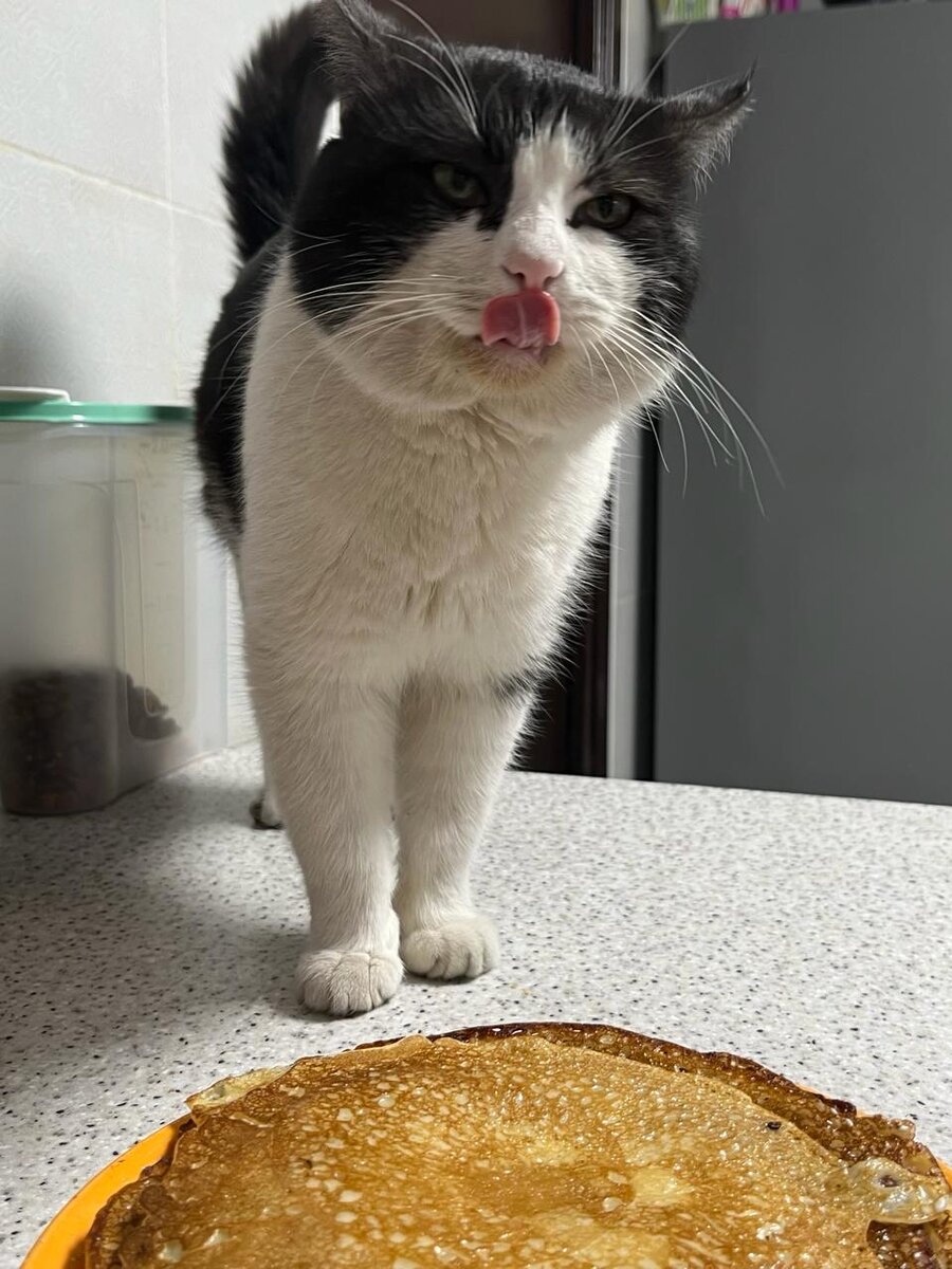 Кот победил в конкурсе. Фото автора