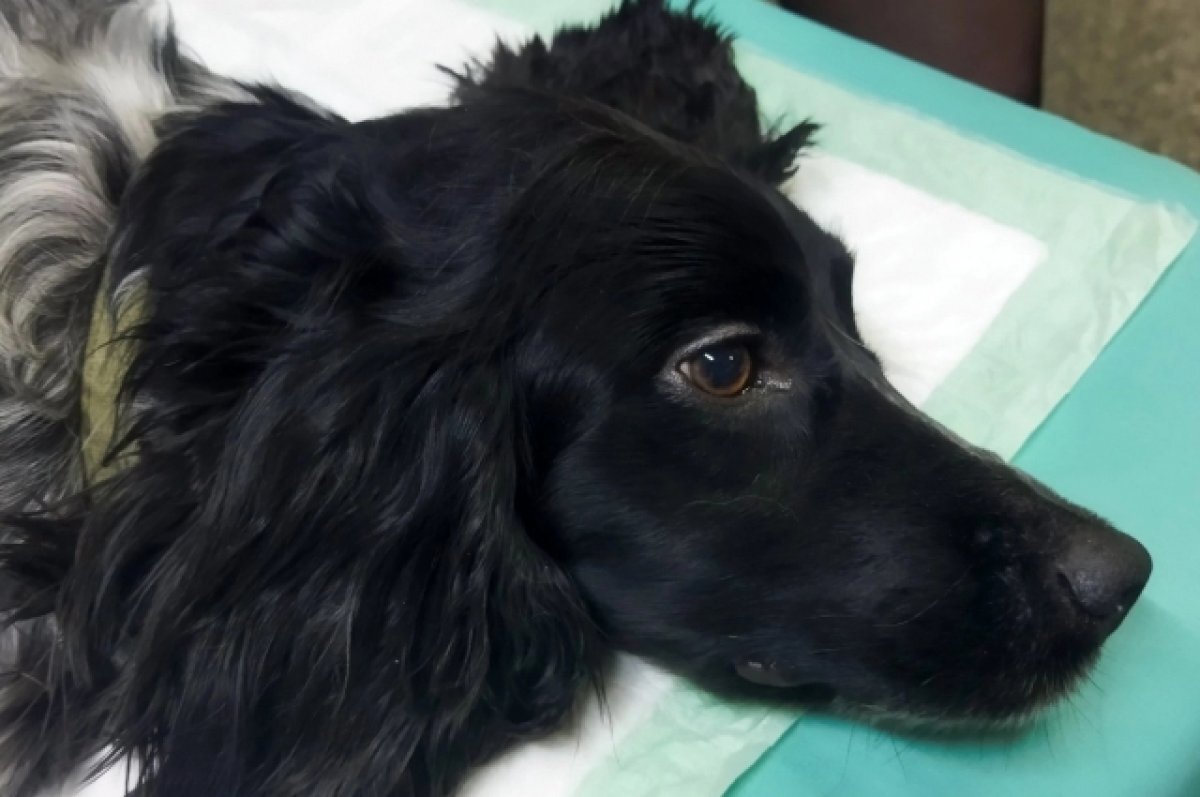 «Выпьет и снова выкинет». Женщина на глазах детей сбросила собаку с ...