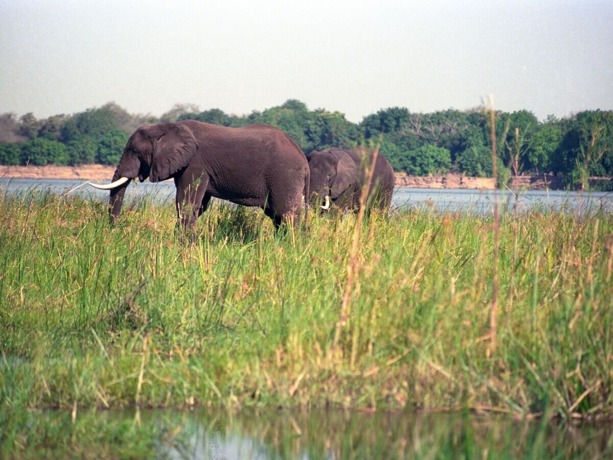   Слоны в Национальном парке Кафуэ© РИА Новости / Юрий Сомов