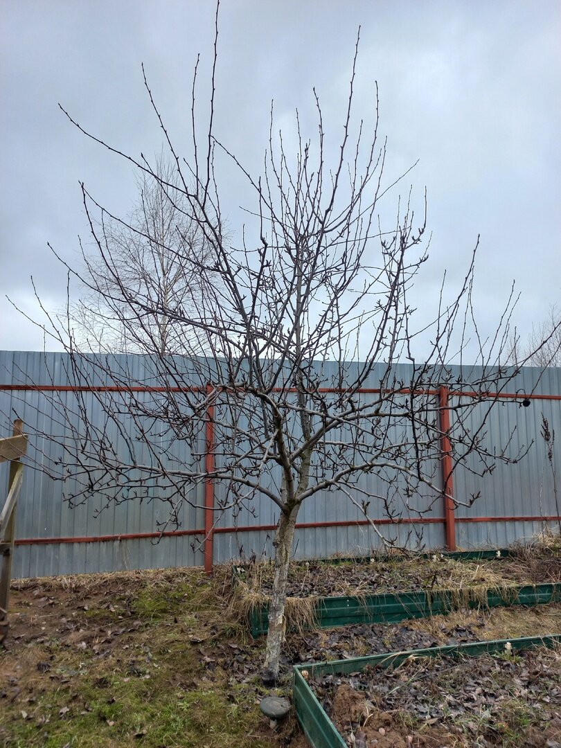 Обработка сада весной