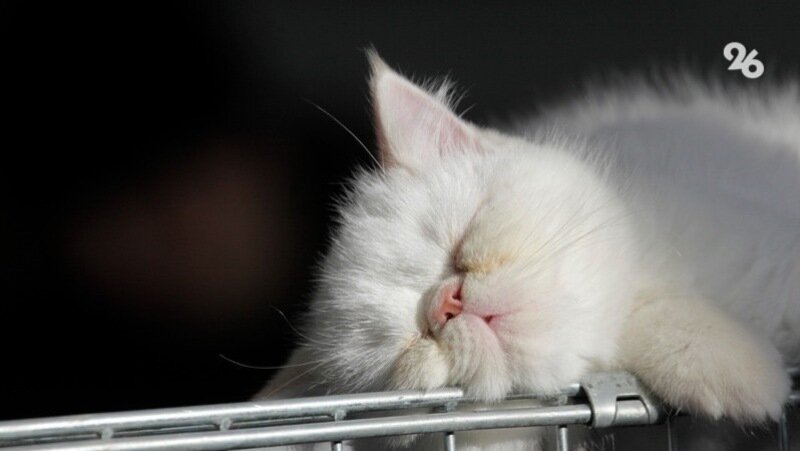      Фото: ИА «Победа26»