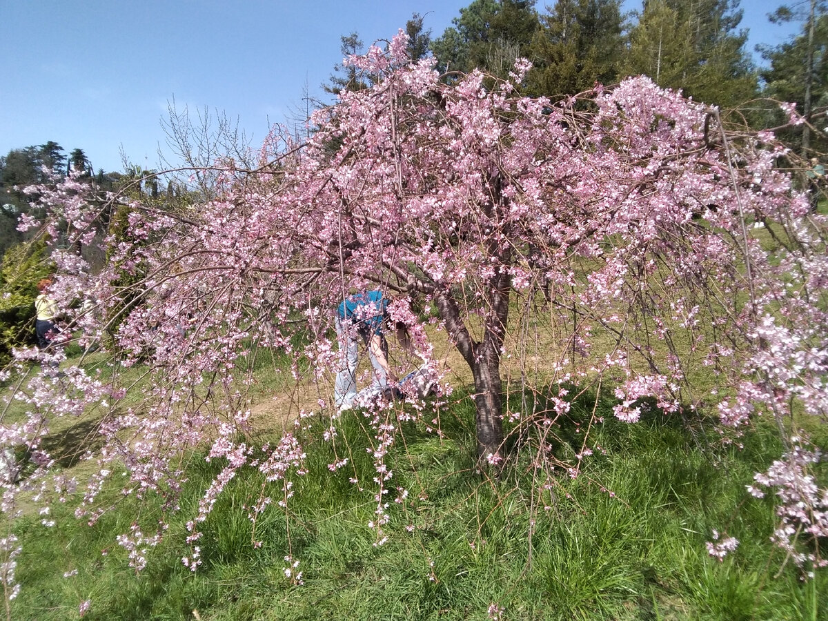 Дерево в розовых тонах!