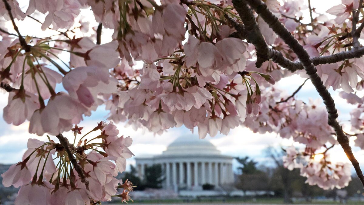 Alex Wong / Getty Images📷Сакура на берегу водохранилища Tidal Basin в Вашингтоне, США, 19 марта 2024 года.Недавно служба национальных парков объявила, что вырубит более 140 деревьев сакуры вокруг из-за строительства дамбы