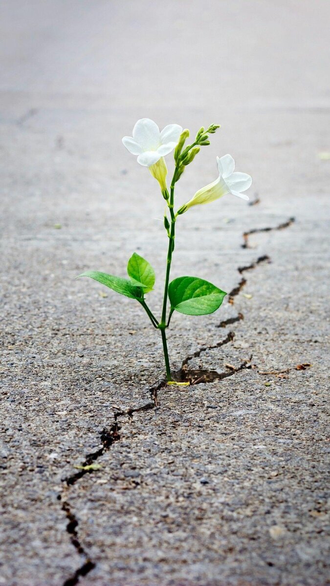 Изображение из открытых источников, носит иллюстративный характер