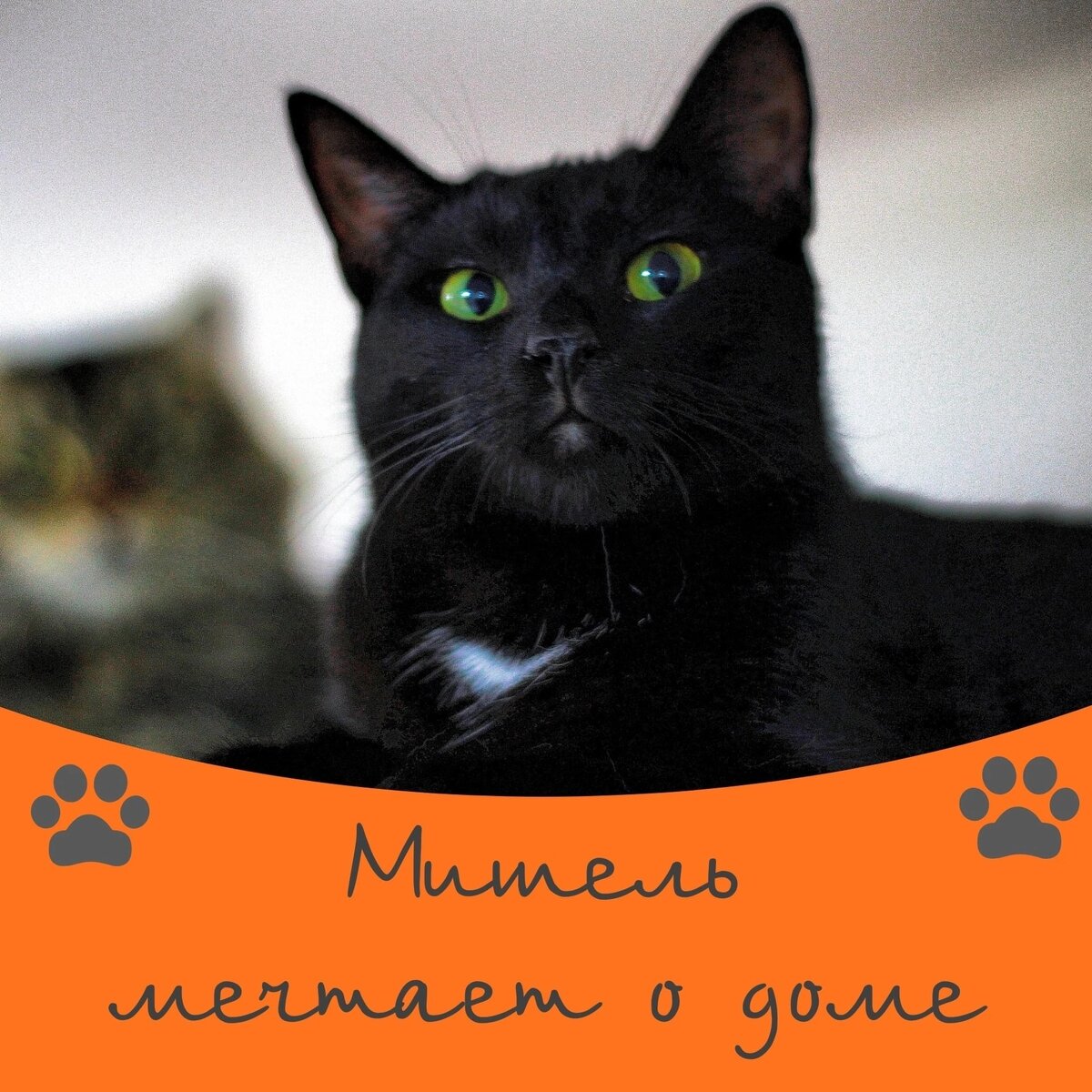 Кошка Мишель ищет дом 😍🐈‍⬛ | Приют 