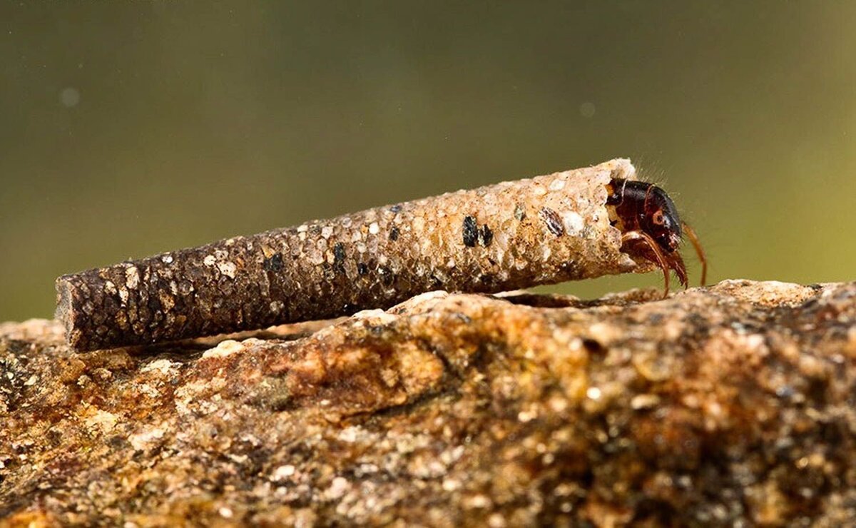 Руче́йники, или волосистокрылые (Trichoptera) – модные дома для модных  личинок! | Paleo-end-arthropods (Доисторическая фауна и членистоногие) |  Дзен