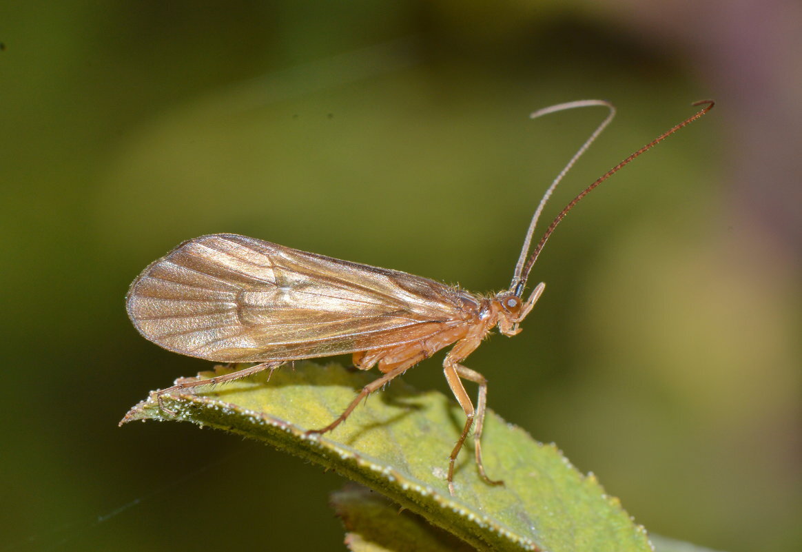 Руче́йники, или волосистокрылые (Trichoptera) – модные дома для модных  личинок! | Paleo-end-arthropods (Доисторическая фауна и членистоногие) |  Дзен