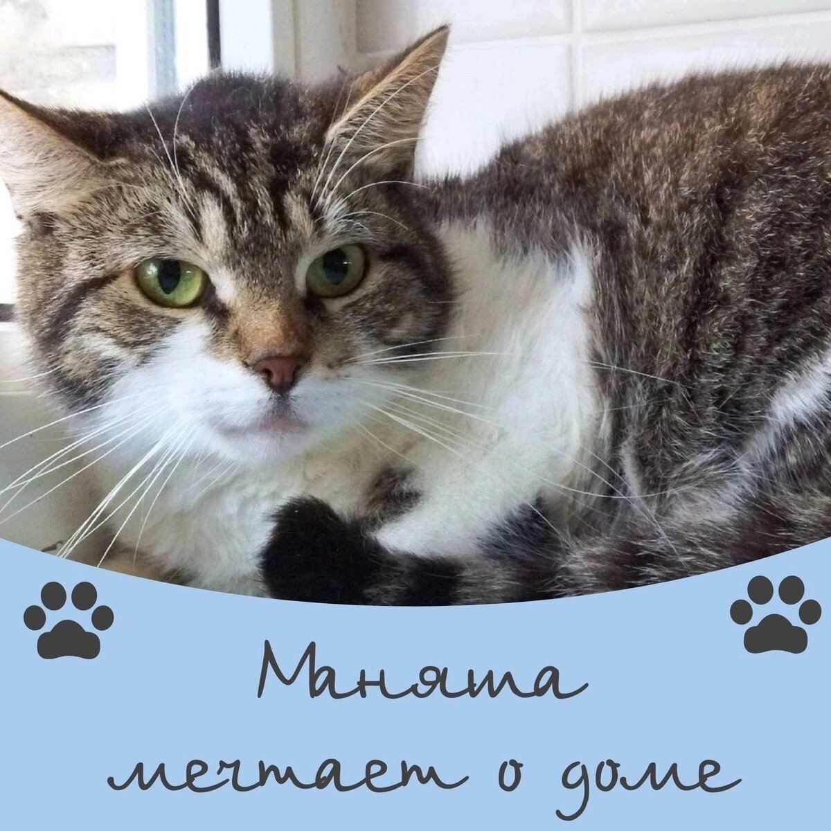 Кошка Маняша мечтает о доме 🐾✨️ | Приют для кошек 