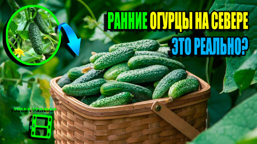 КАК ПОЛУЧИТЬ РАННИЙ УРОЖАЙ ОГУРЦОВ В ЗОНЕ РИСКОВАННОГО ЗЕМЛЕДЕЛИЯ? ЭКО-САД ВЫХОДНОГО ДНЯ 24-01