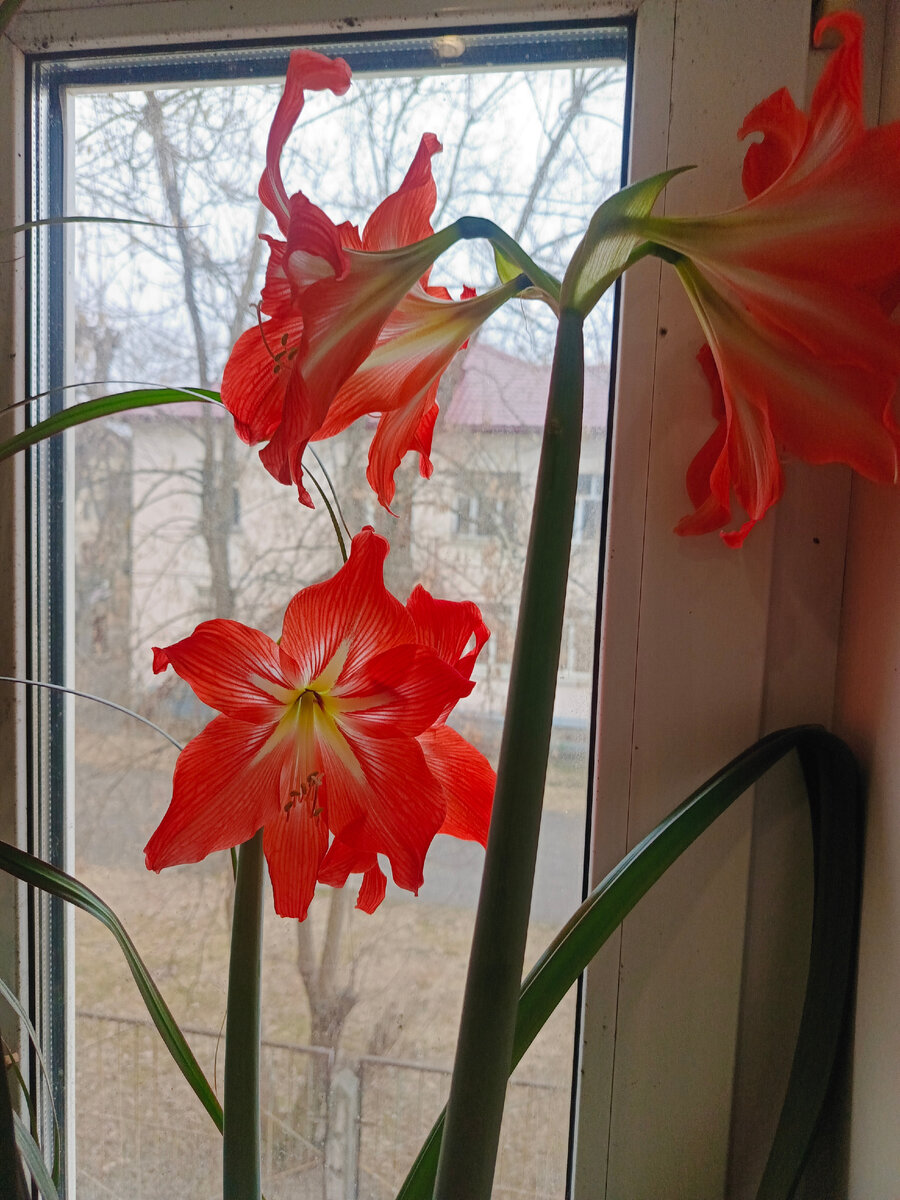 А  цветы мне подарили домашние растения)