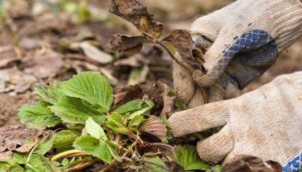 новые листья клубники