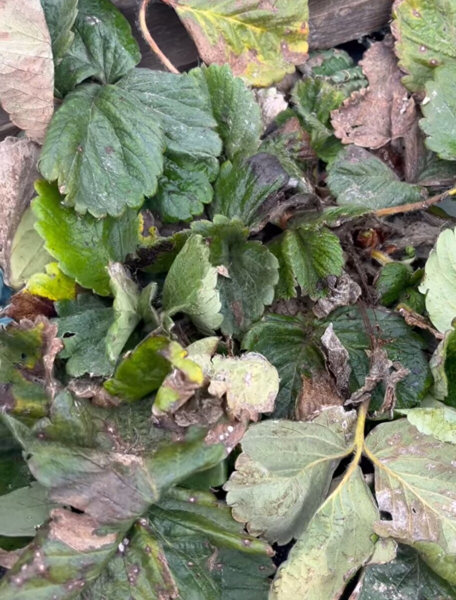 старая прошлогодняя листва клубники