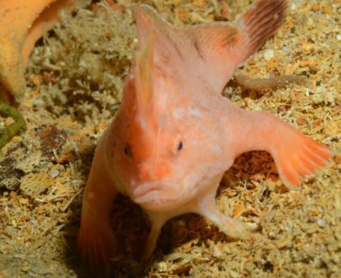 Источник фото: скриншот видео/Tasmanian Underwater Explorer