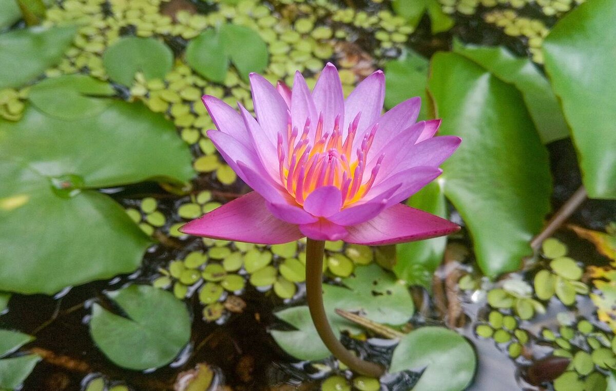 © A.W.Hewage/Shutterstock/FOTODOM 