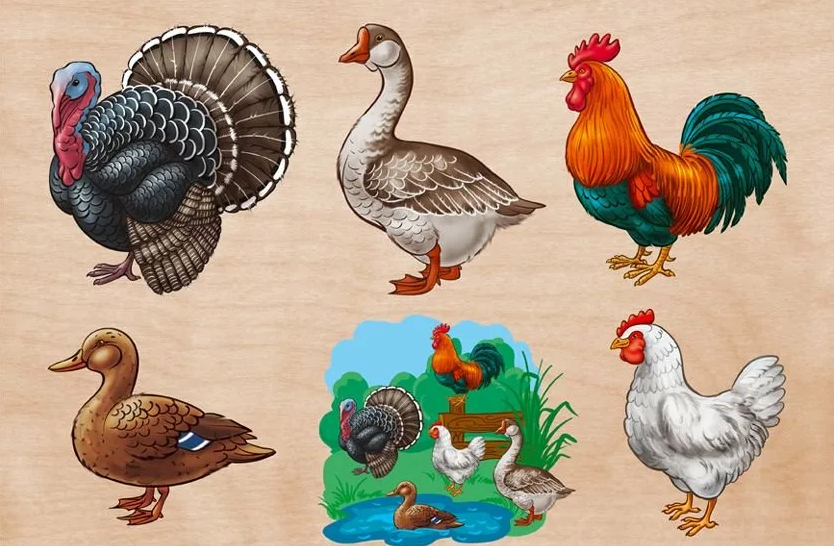 Домашние птицы