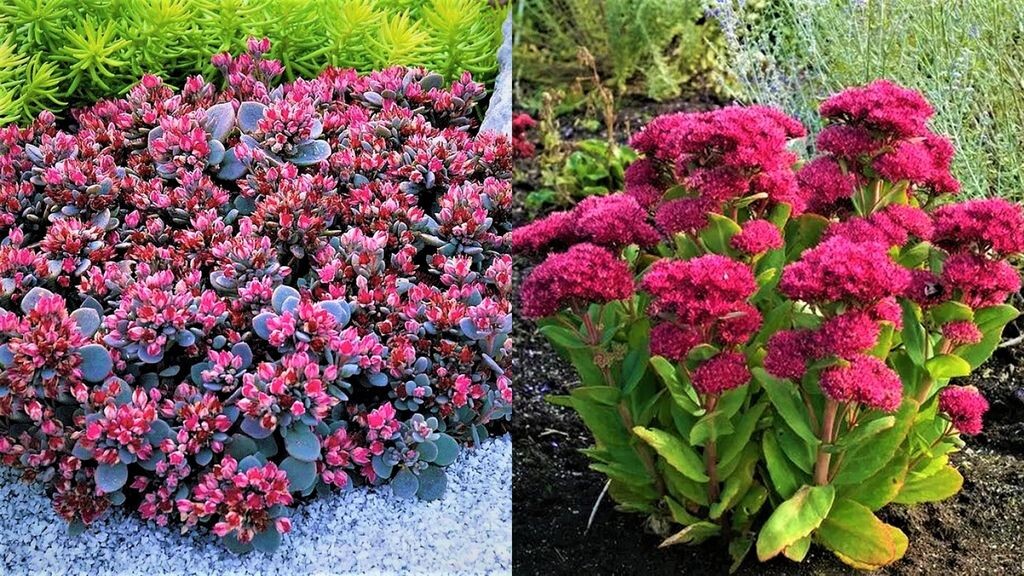 Листайте галерею для просмотра фото. Очитки.