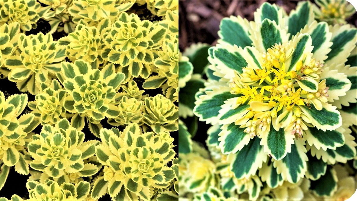 Очиток Атлантис.