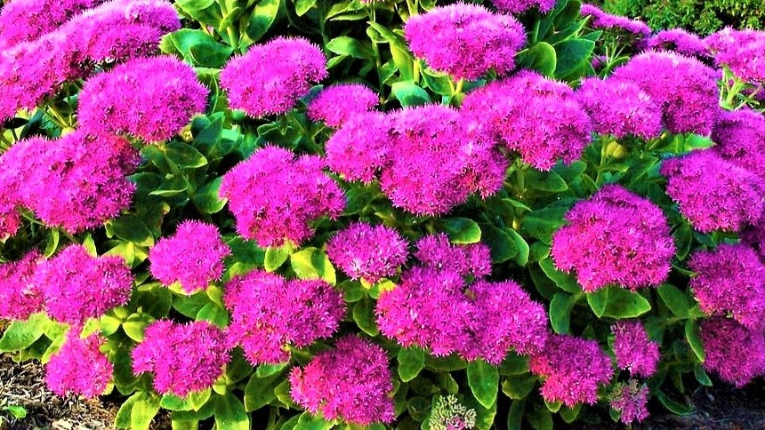 Седум видный.