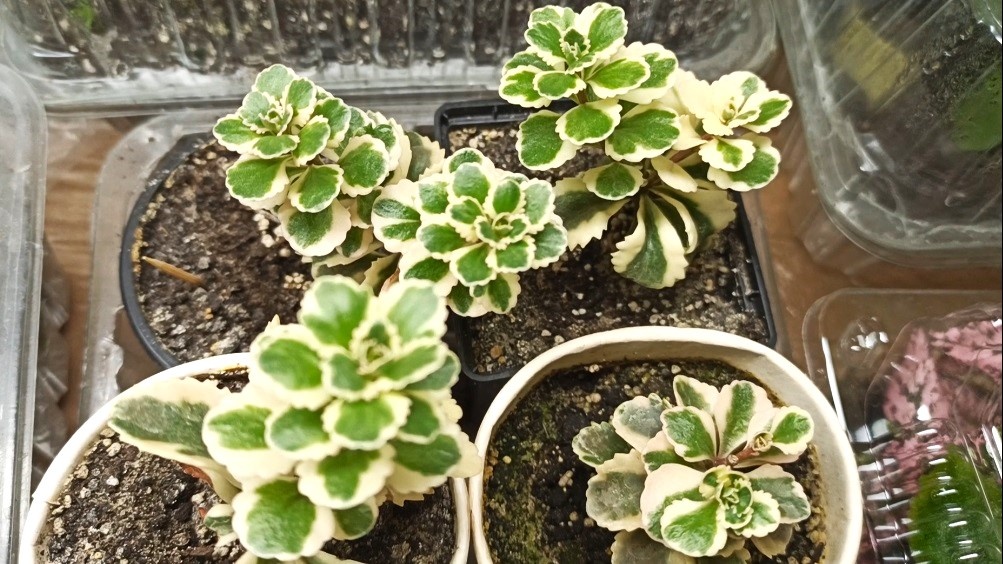 Очиток Атлантис легко размножить черенкованием.