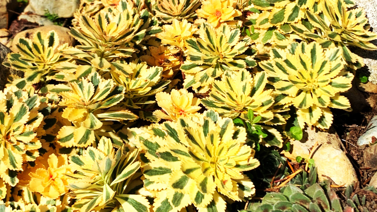 Листайте галерею для просмотра фото. Седум Атлантис.