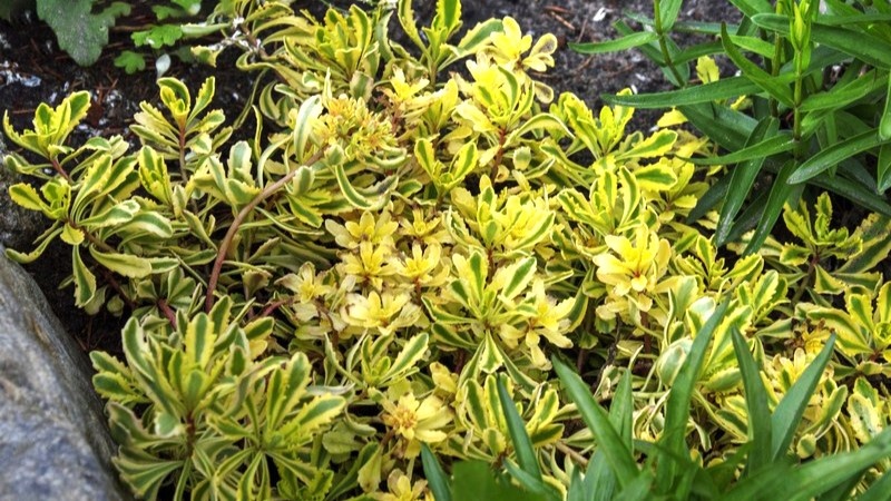 Очиток Миддендорфа вариегатный.