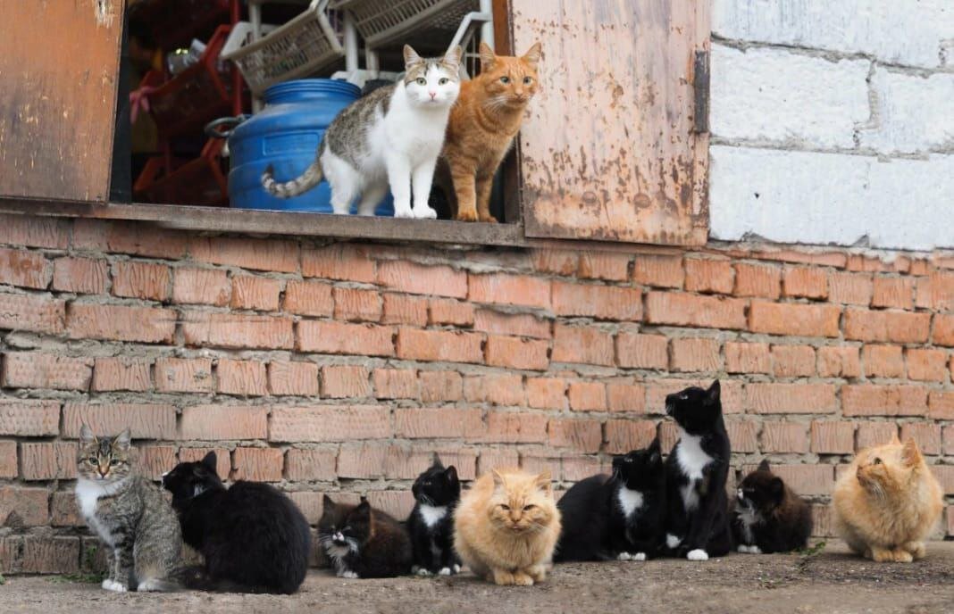 Бездомные кошки с котятами. Фото из Интернета.