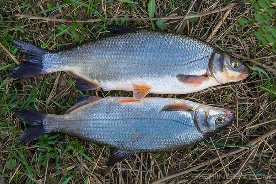    Фото: fishingby.com