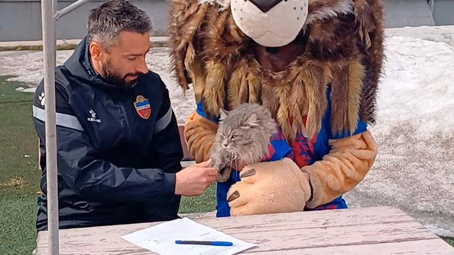 Фото: vk.com/Приют для кошек «Золотое сердце»