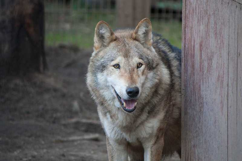 фото: пресс-служба БК «Челбаскет"