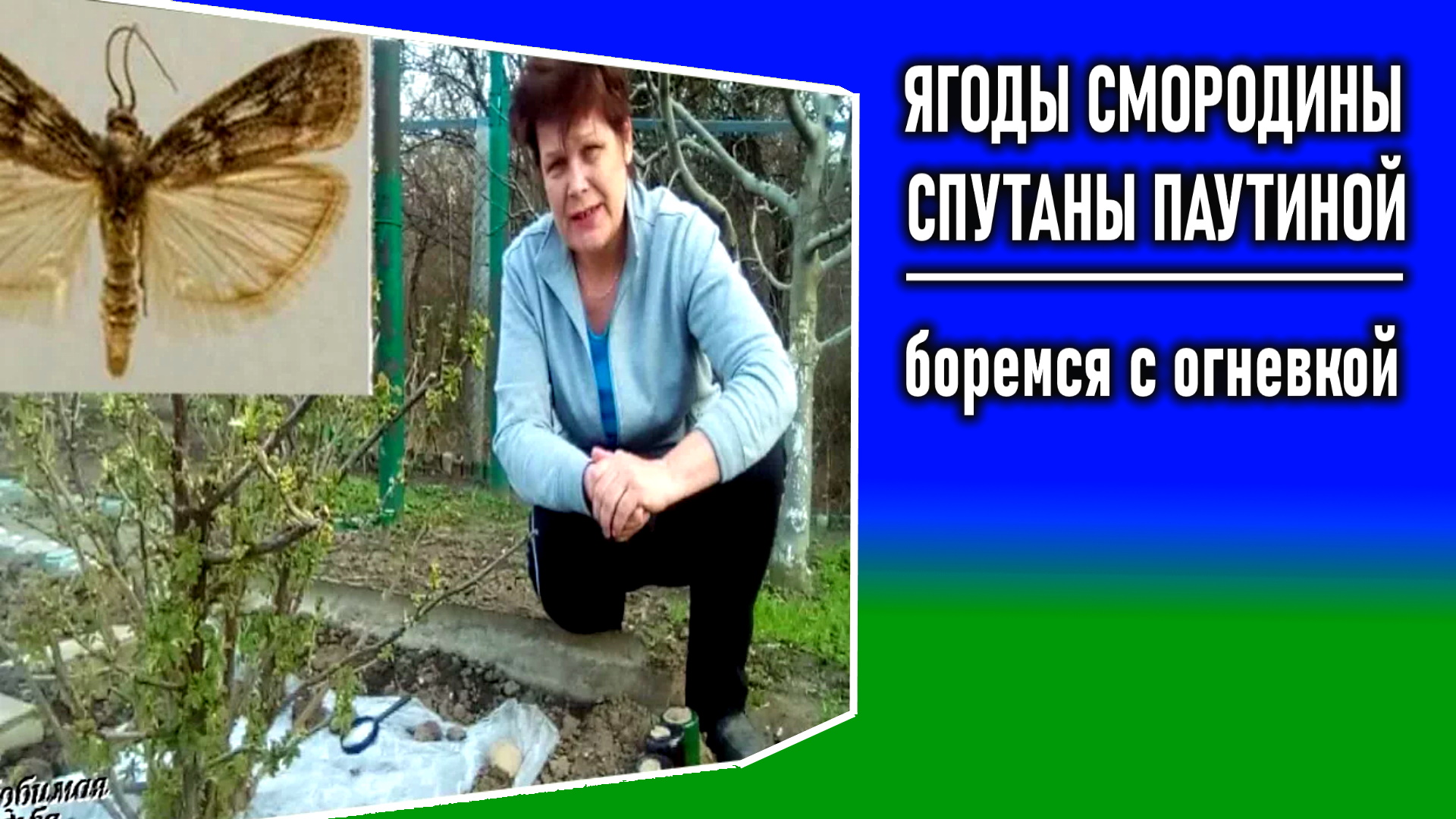Признаки повреждения кустов ягод
