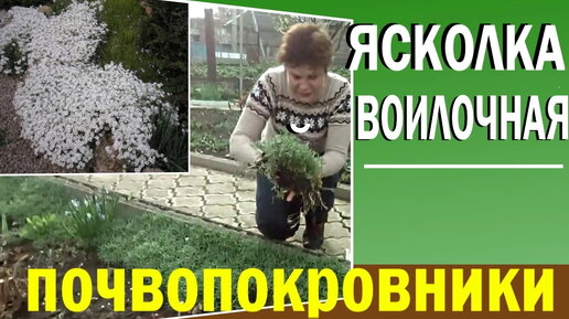 Почвопокровные растения для сада. Ясколка войлочная.