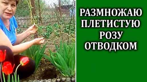 Плетистые розы весной. Размножение ветвистых роз отводками.