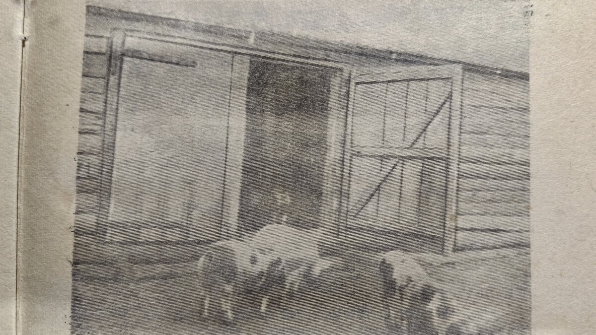 Школьная свиноферма.