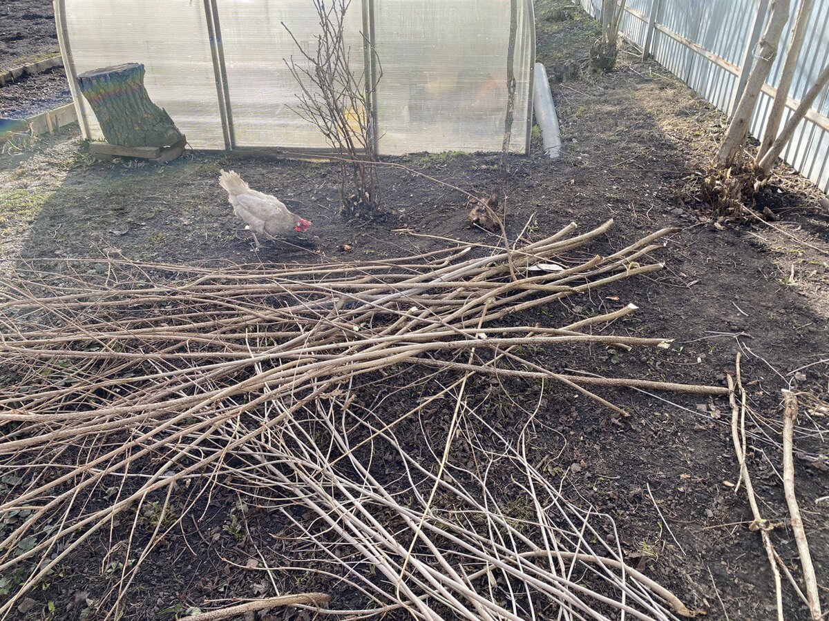 ОрЭшник прочищен, белая подруга - помогает территорию разгребать лапами :) 