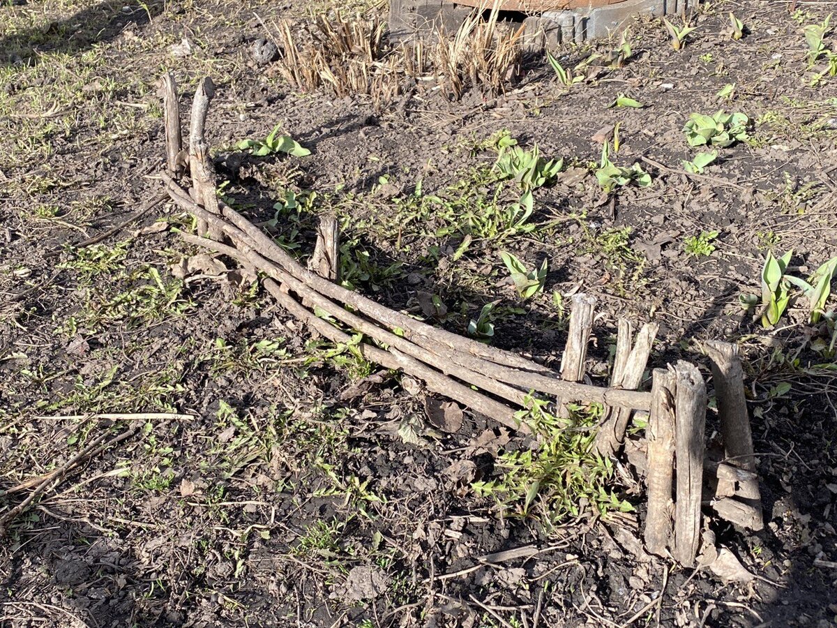 Остатки старого заборчика. И одичавших тюльпанов