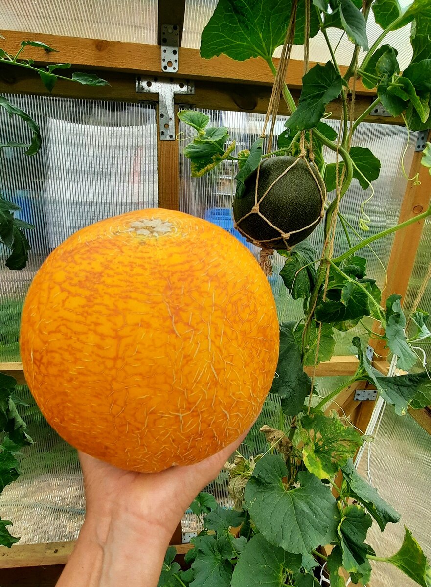 Фото автора. Дыни подвязывала и оставляла максимум по 2 плода на кусте.