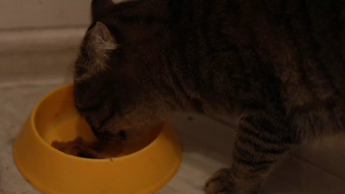     Что делать, если покупные вкусняшки для кошки вдруг закончились, а до магазина идти далеко? Без паники, выход есть — можно приготовить что-нибудь самому. Вот рецепт печенья из консервированной рыбы, который точно понравится вашему четвероногому любимцу.