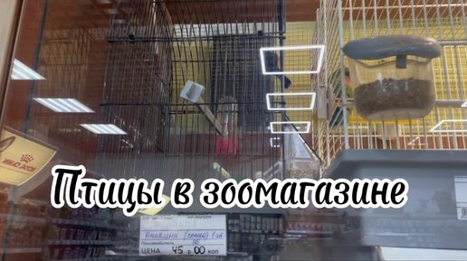 Птицы в зоомагазине