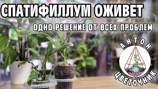 Спатифиллум оживет: одно решение от всех проблем