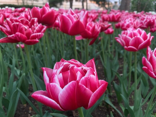 Тюльпаны Крым 2023г