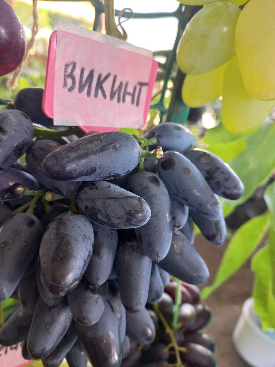 Обрезать, укоренить и продать. Виноград. Я делаю не правильно, а как у вас?  | Большая Ира | Дзен