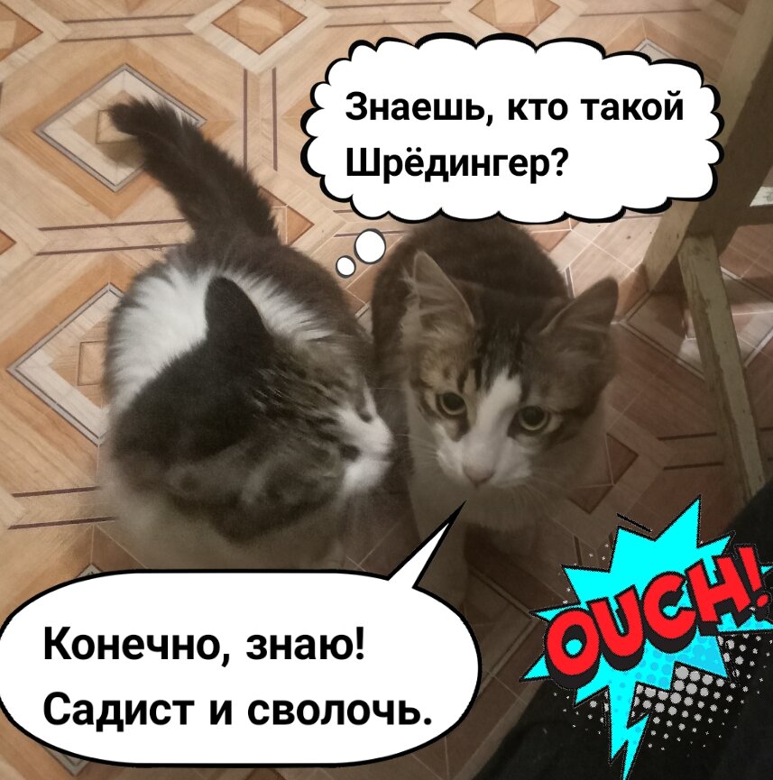 Что думают коты о Шрёдингере