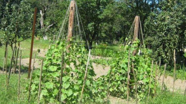 Огуречная пирамида. Результат по урожаю впечетляет