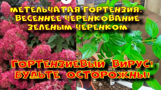 ГОРТЕНЗИЕВЫЙ ВИРУС. ЧЕРЕНКУЮ МЕТЕЛЬЧАТУЮ ГОРТЕНЗИЮ ЗЕЛЕНЫМ ЧЕРЕНКОМ.