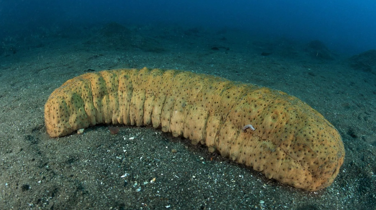 Морской огурец: Так что же это такое на самом деле? Книга животных Дзен