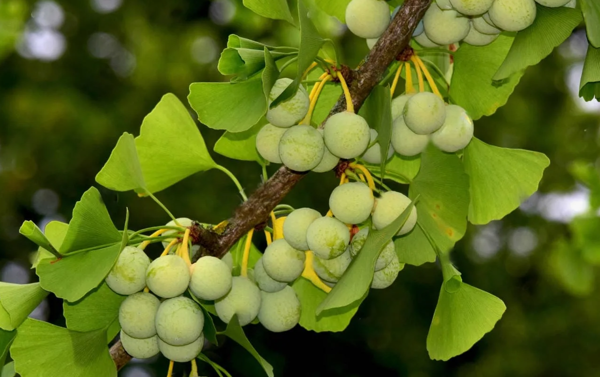  Гинкго билоба (Ginkgo biloba)