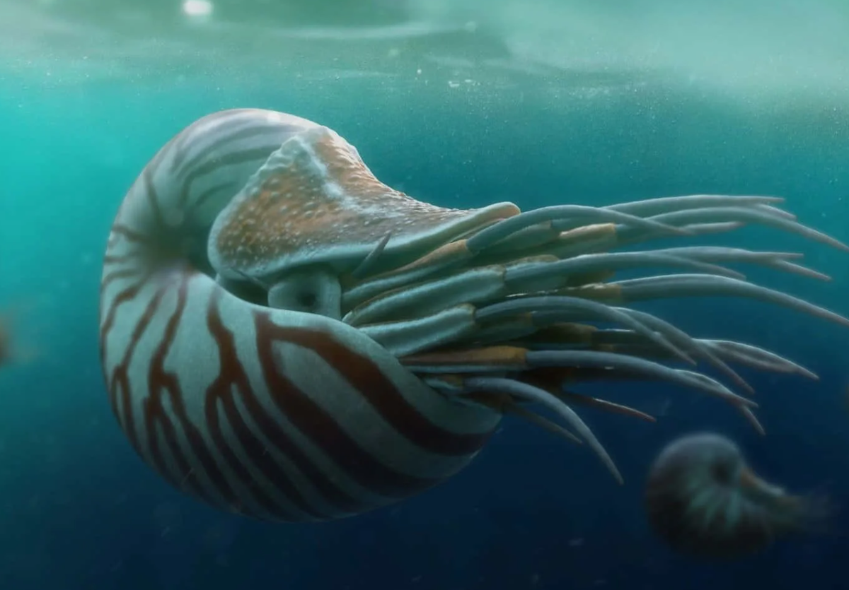 Самые древние и экзотические животные: Топ 5 "живых ископаемых ...